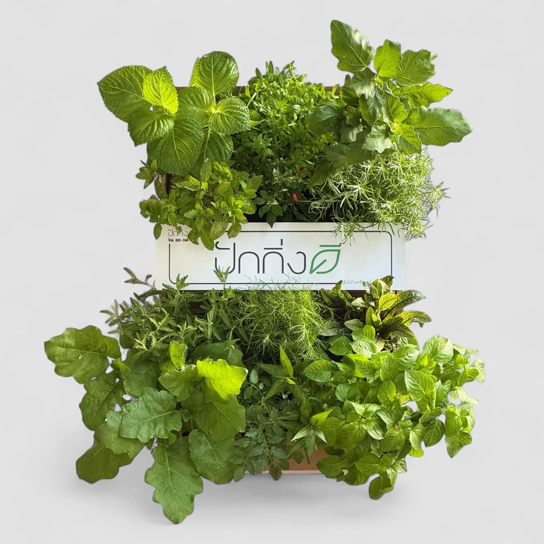 พวงหรีดต้นไม้ : Green Garden Plantbox