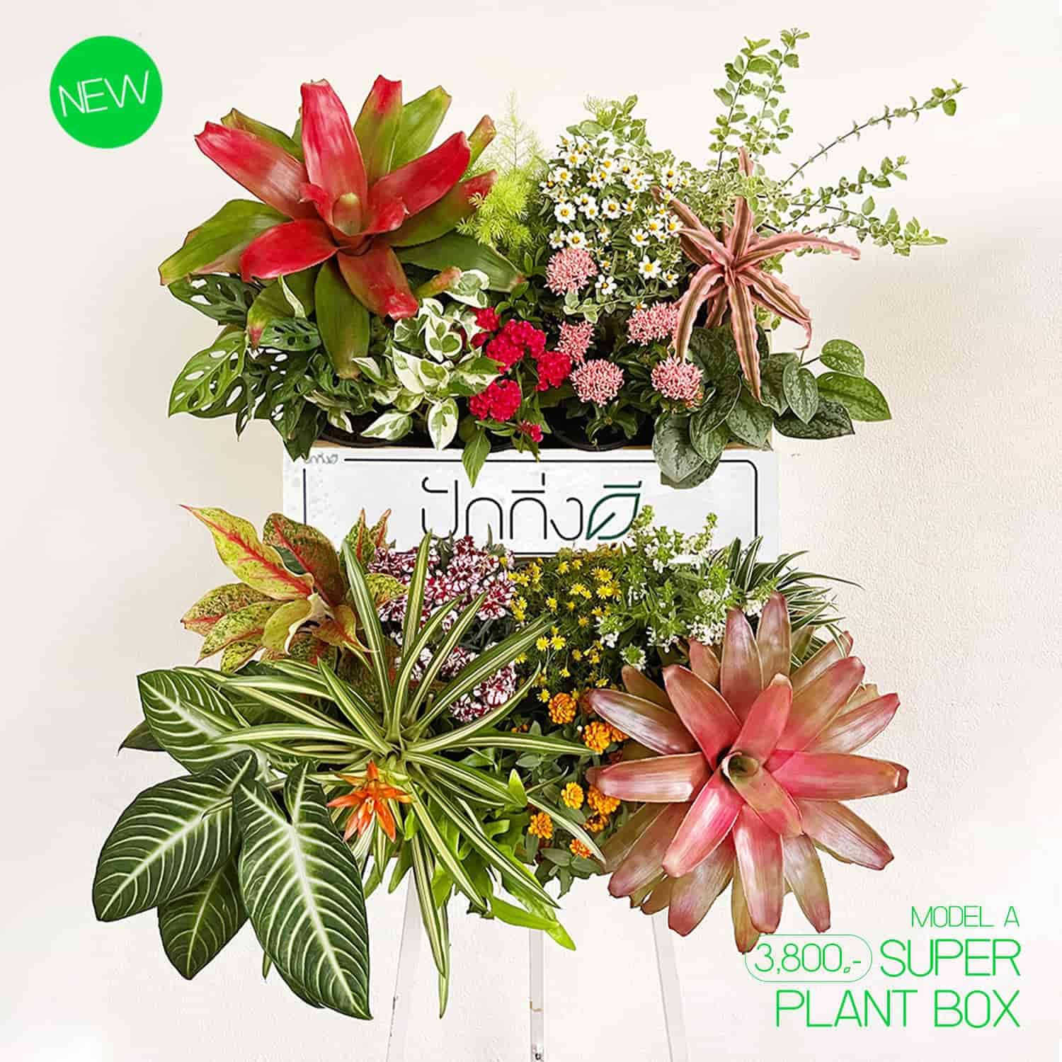 พวงหรีดต้นไม้ : Recycle.in.Peace Paper Box สีสัน